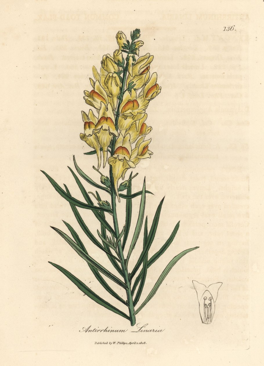 Geelbloeiende leeuwenbek, Antirrhinum linaria door James Sowerby