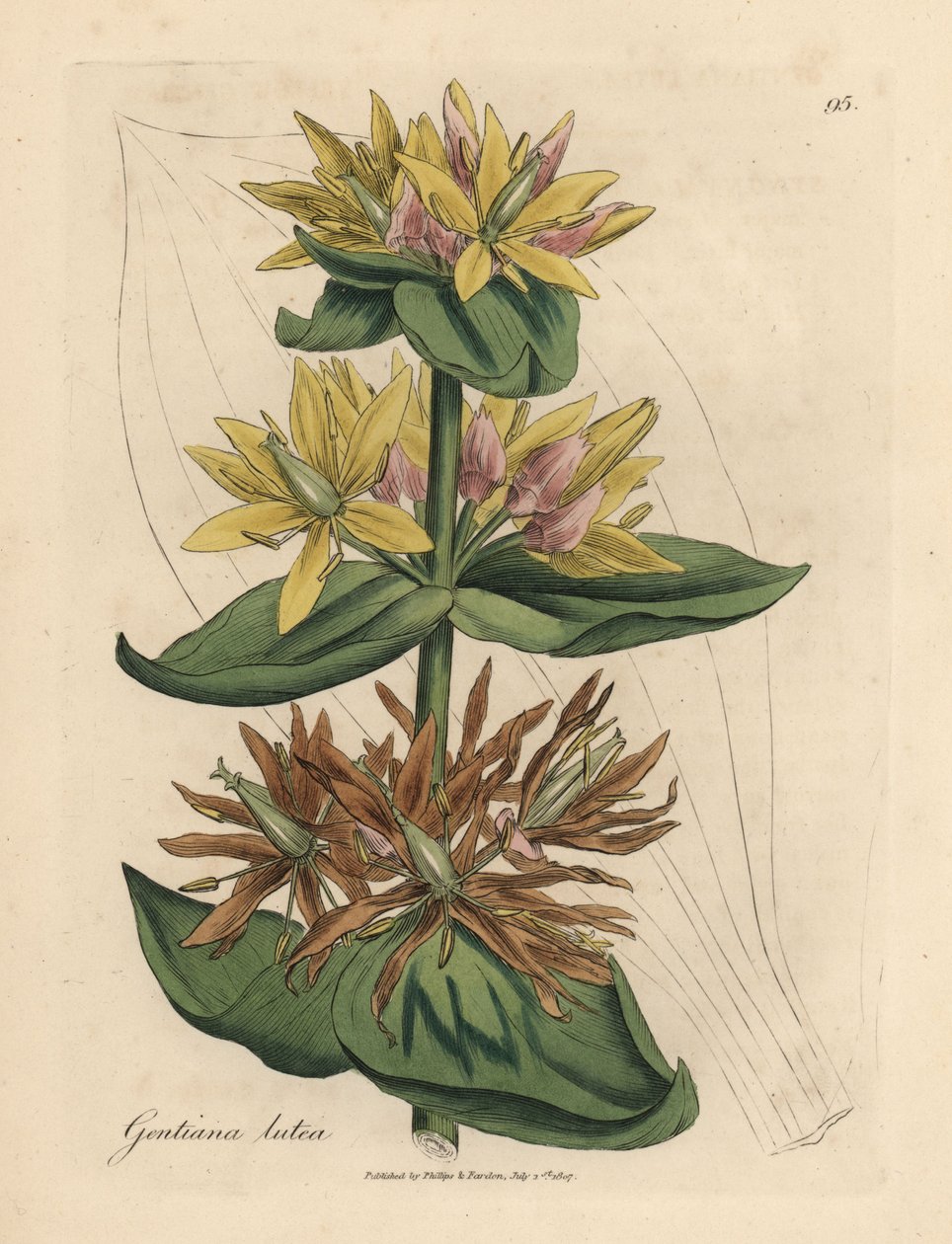 Gele gentiaan, Gentiana lutea door James Sowerby