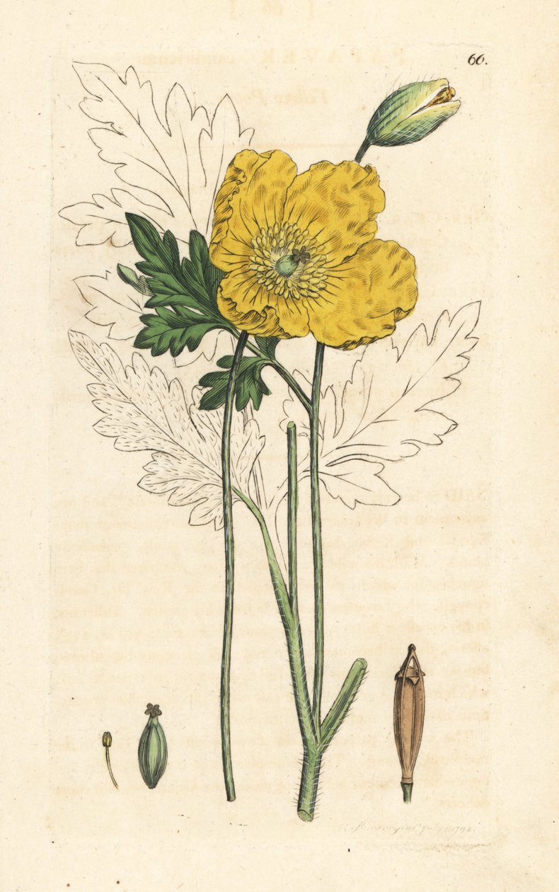 Gele of Welshe klaproos, Papaver cambricum (gele klaproos). Handgekleurde kopergravure naar een illustratie door James Sowerby uit James Smith