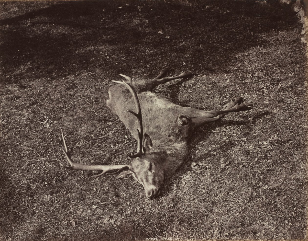 Het Koninklijke Hert, c. 1870 door James Valentine