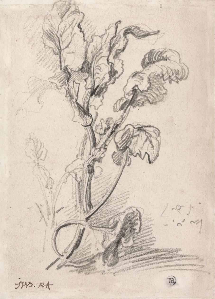 Studie van planten door James Ward