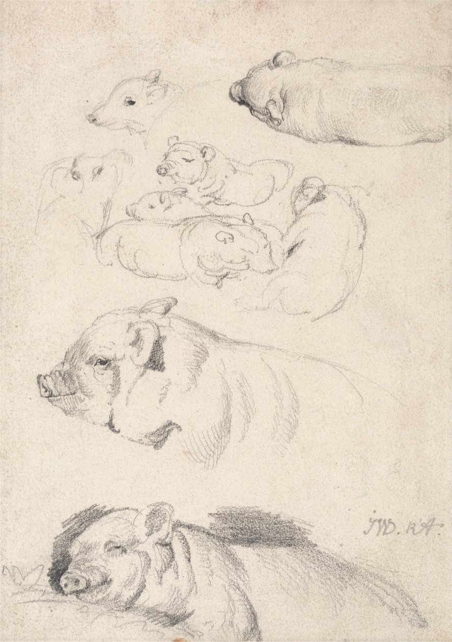 Studies van varkens door James Ward