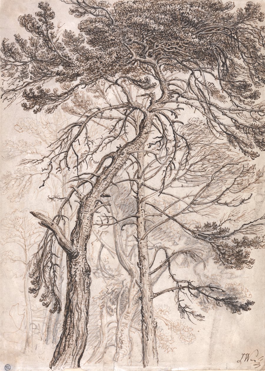 Studie van Bomen door James Ward