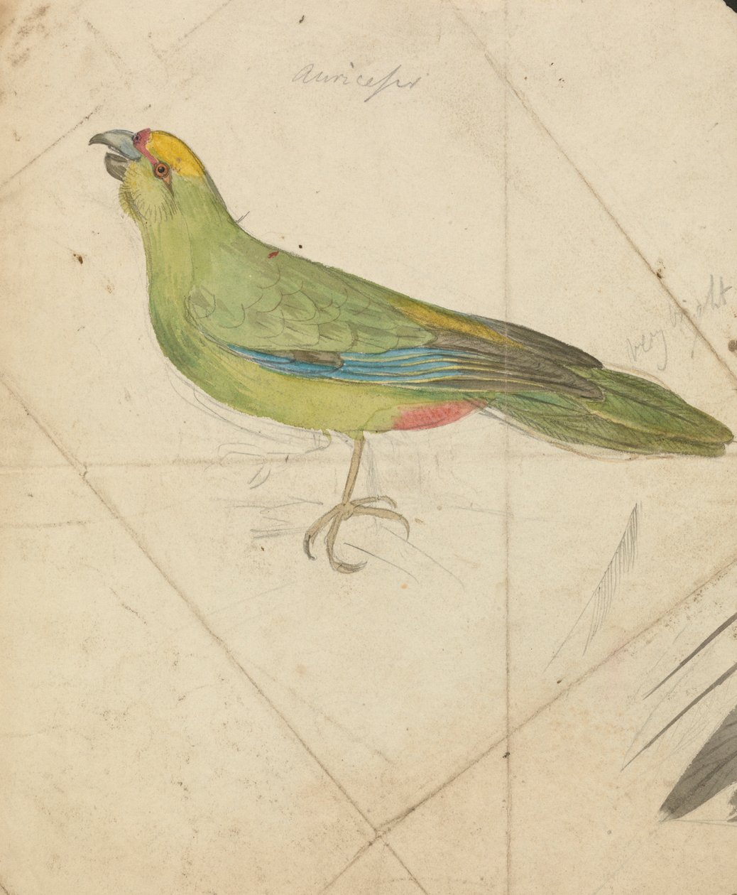 Een papegaai door James de Carle Sowerby