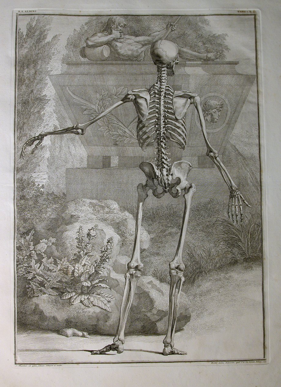 Albinus I, Pl. II: Skelet, illustratie uit 