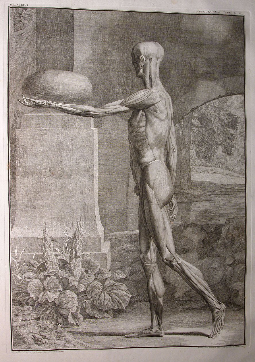 Albinus I, Pl. IX: Spierstelsel, illustratie uit 