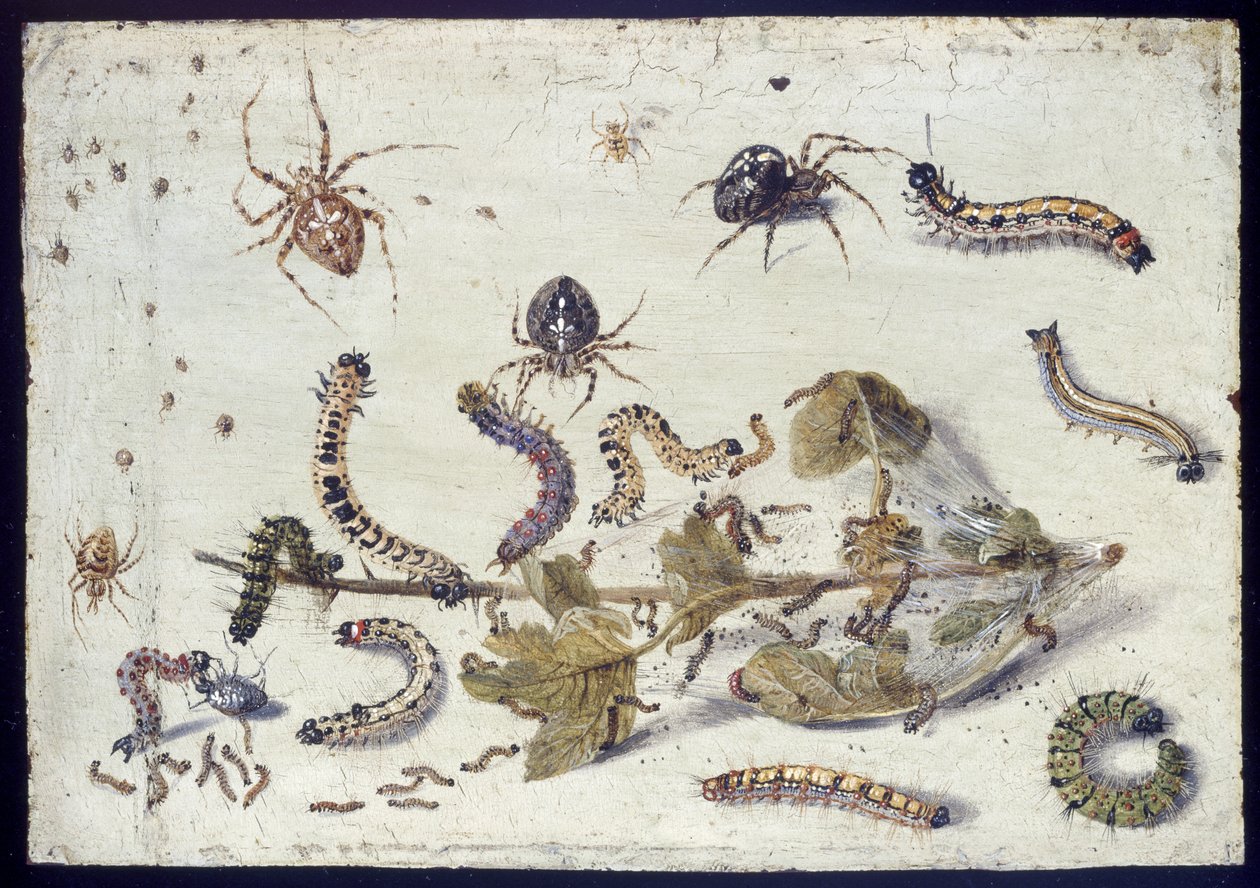 Verschillende spinnen en rupsen, met een takje kruisbes, vroege 1650s door Jan van Kessel the Elder