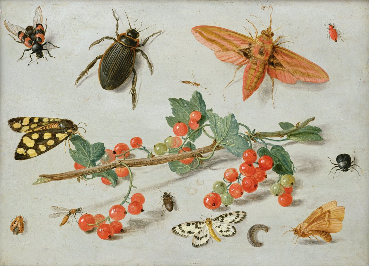 Een takje rode bessen met een olifantsvlinder, een bonte mot en andere insecten, 1657 door Jan van Kessel the Elder