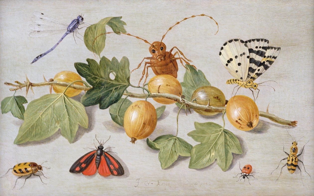 Stilleven van een tak met kruisbessen, met een vlinder, mot, waterjuffer en andere insecten door Jan van Kessel the Elder