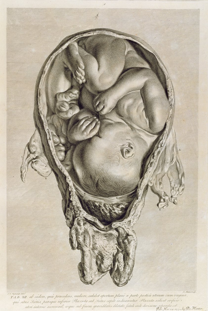 Anatomische tekening van een foetus in de baarmoeder, gegraveerd door Francois Simon Ravenet (1706-74) pub. 1774 door Jan van Rymsdyk