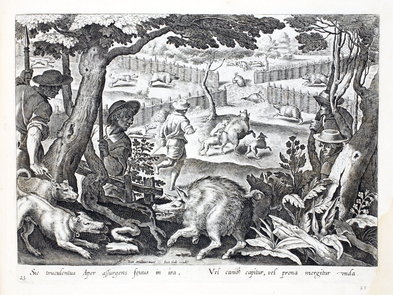 Een woeste wilde zwijn staat woedend op, honden drijven een ander het water in, illustratie uit 