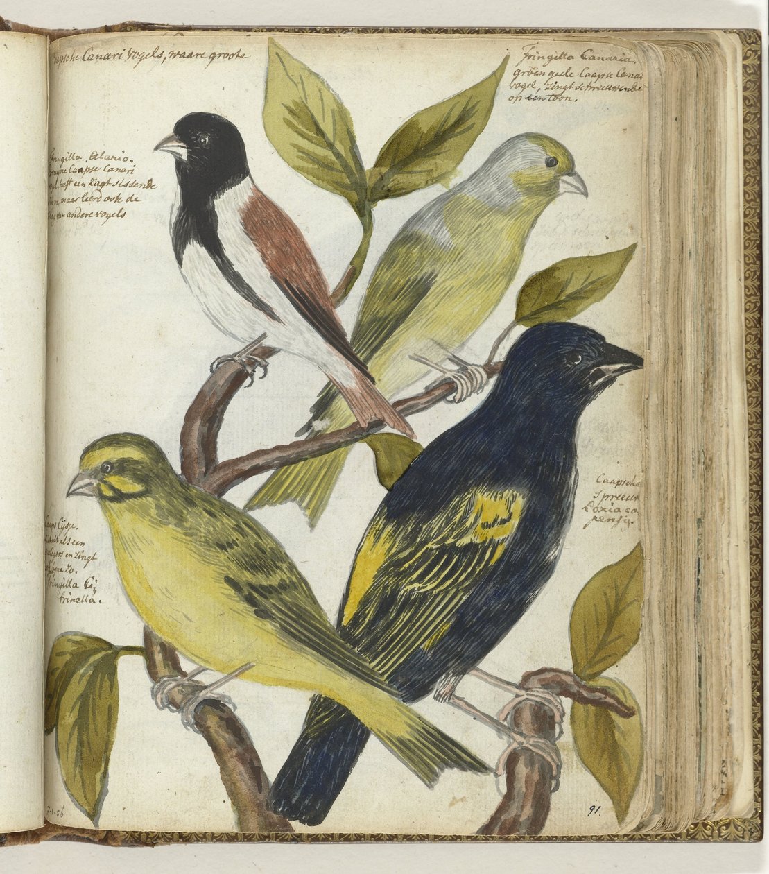 Kaapse vogels door Jan Brandes