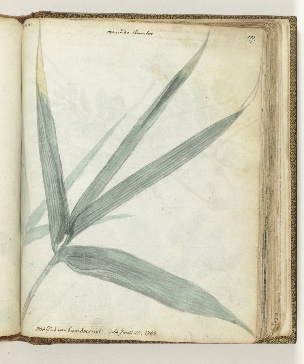 Het blad van bamboeriet door Jan Brandes