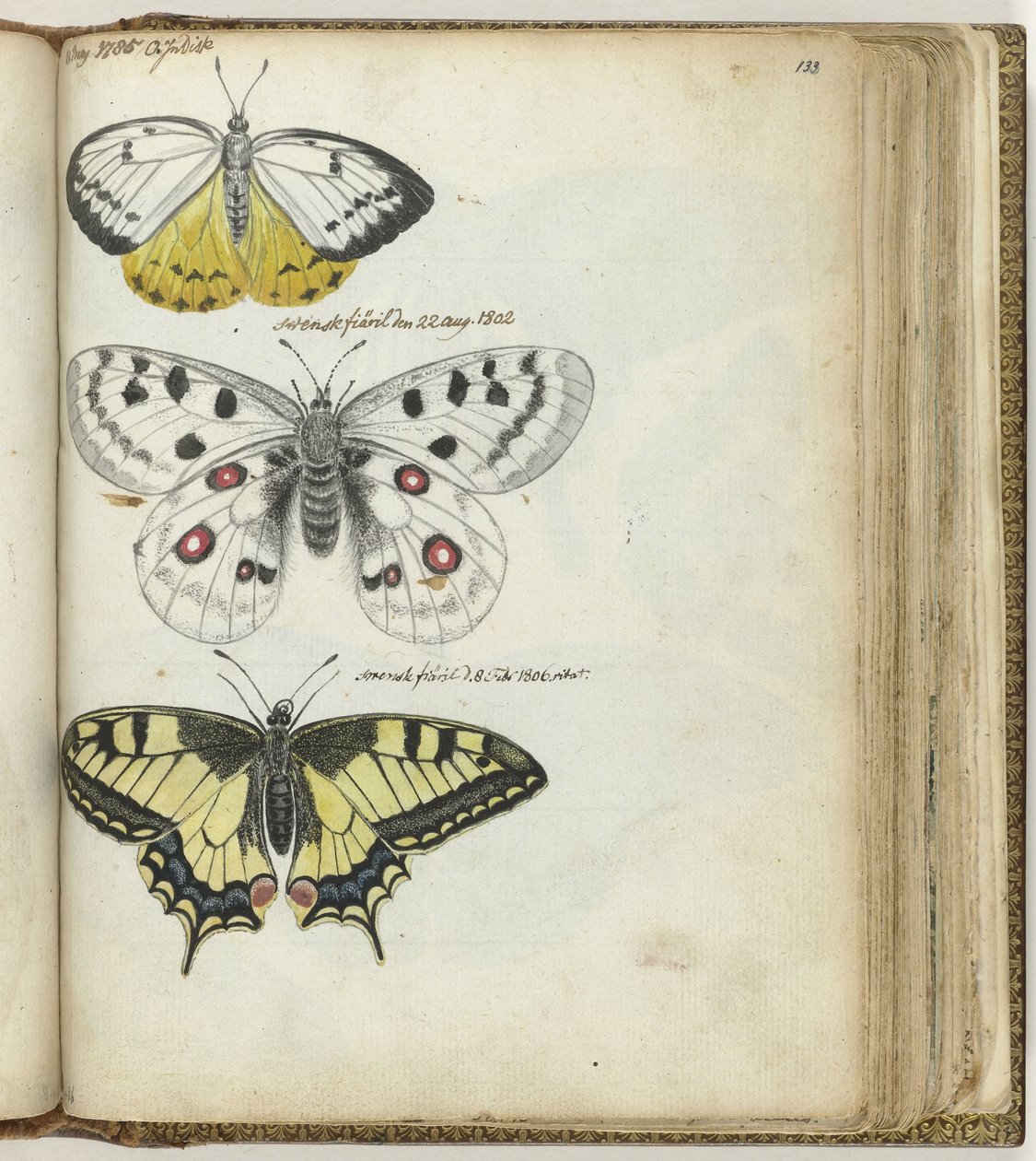 Indische vlinder en Zweedse vlinders door Jan Brandes