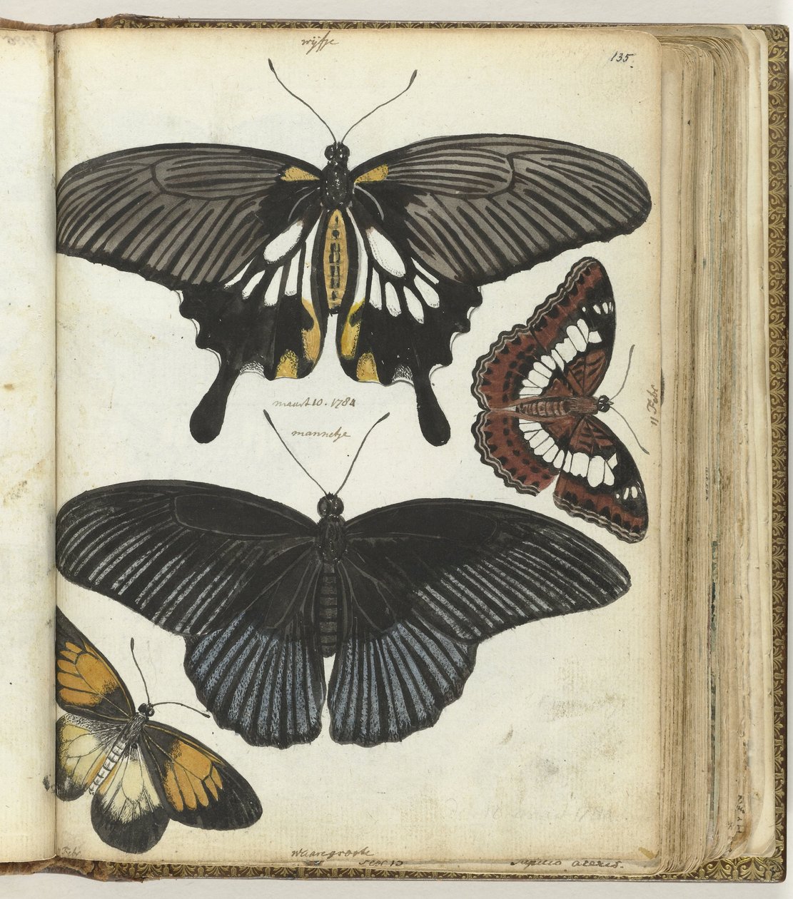 Indische vlinders door Jan Brandes