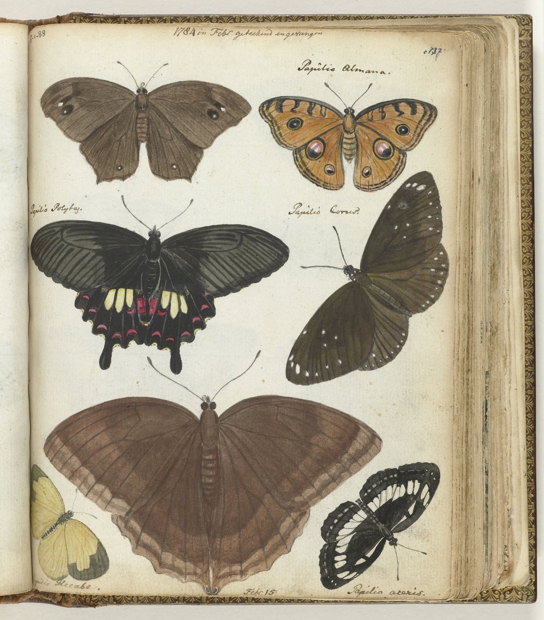 Indische vlinders door Jan Brandes
