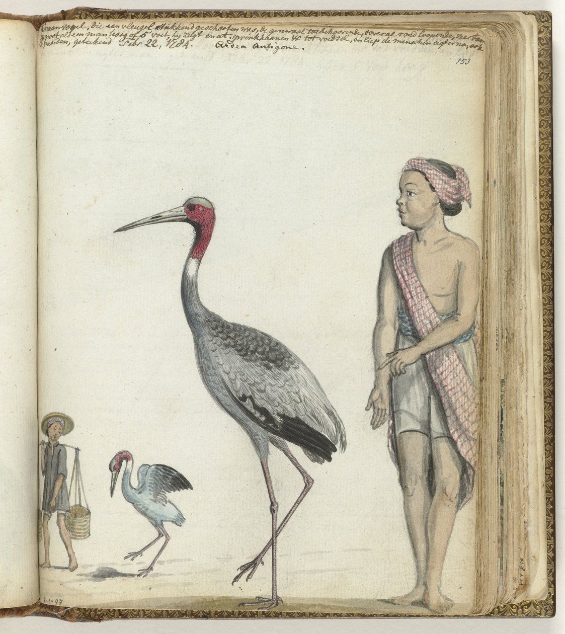 Kraanvogel door Jan Brandes