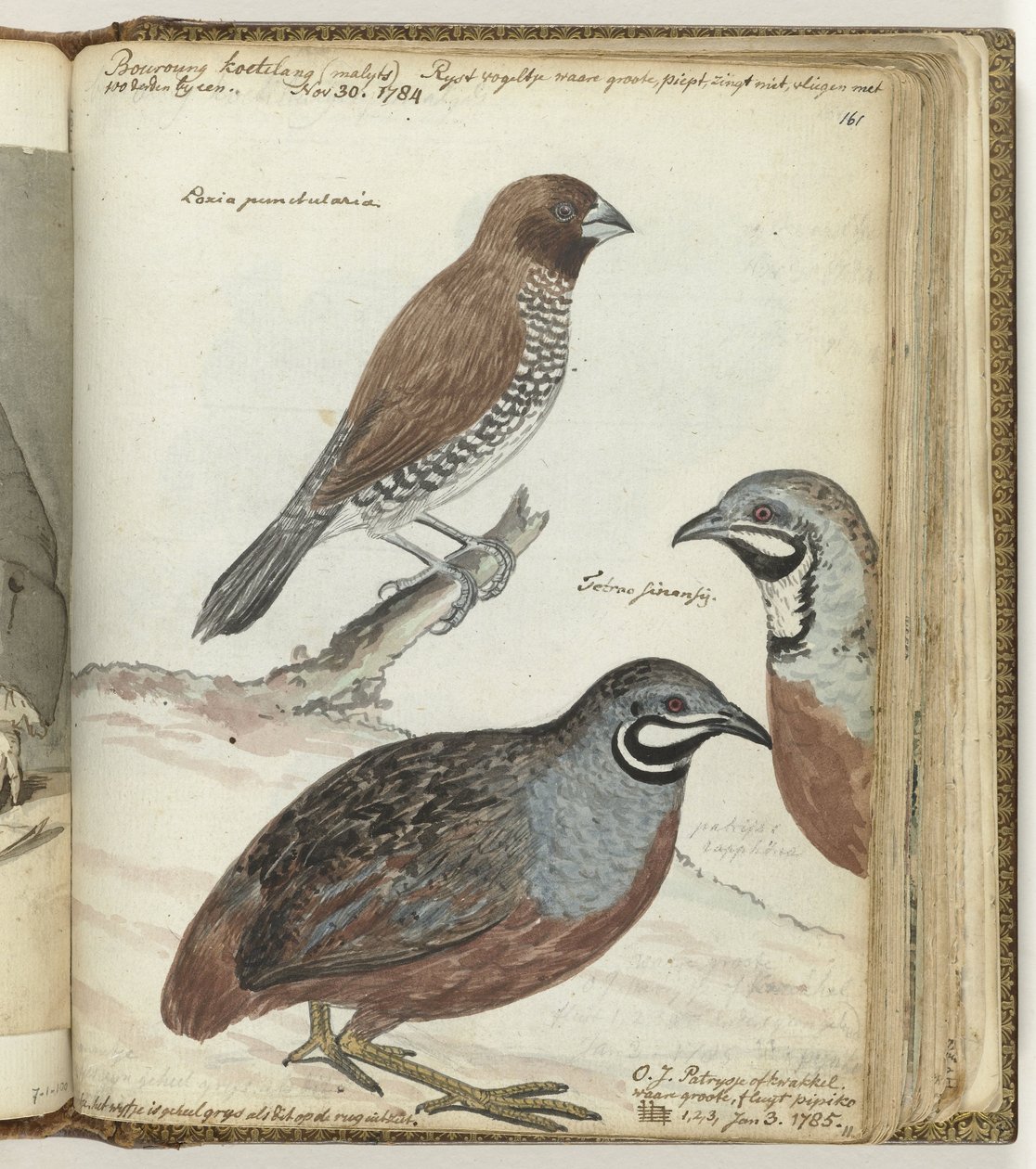 Rijstvogel en Oostindische kwakkels door Jan Brandes