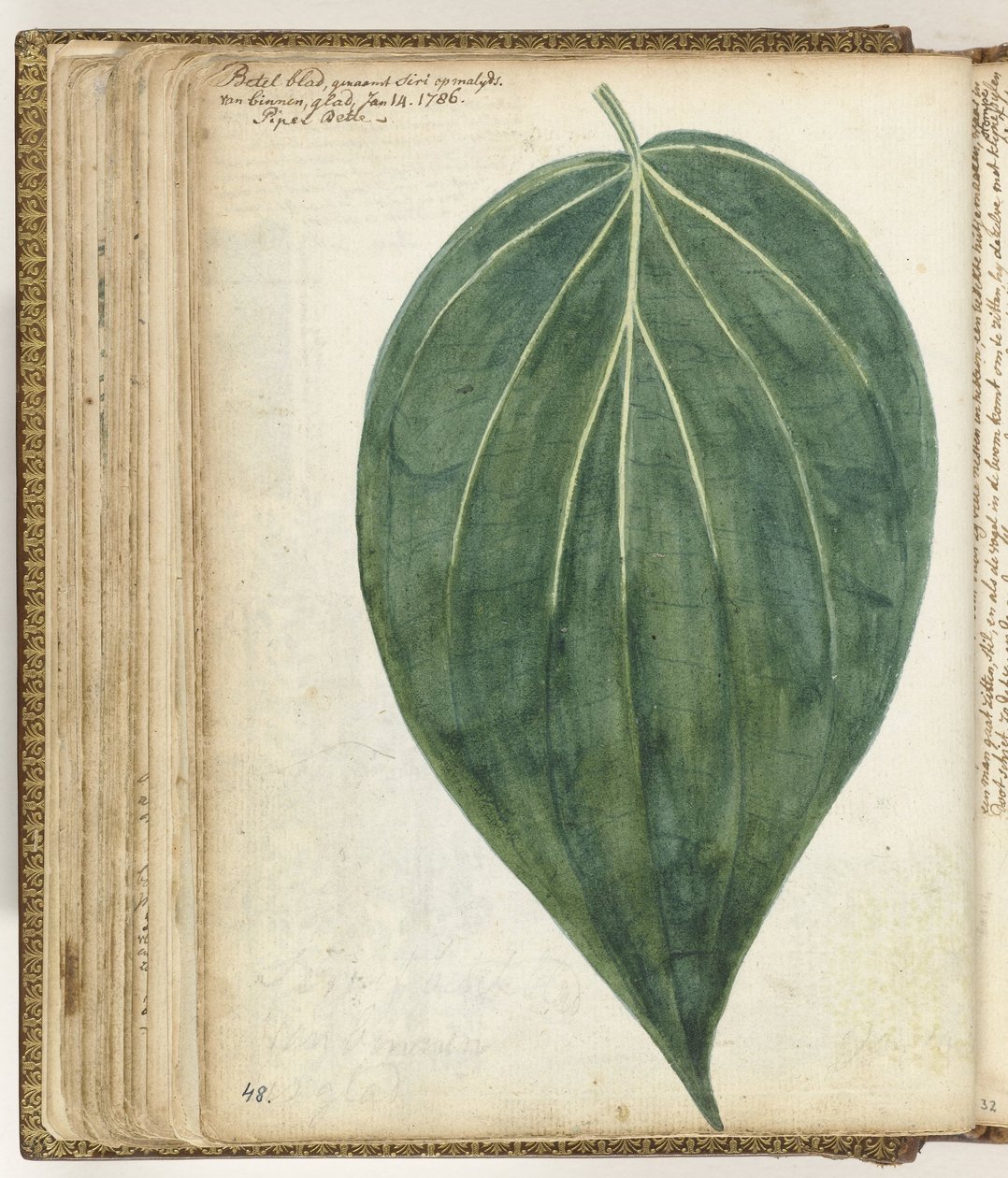 Sirih of betelblad door Jan Brandes
