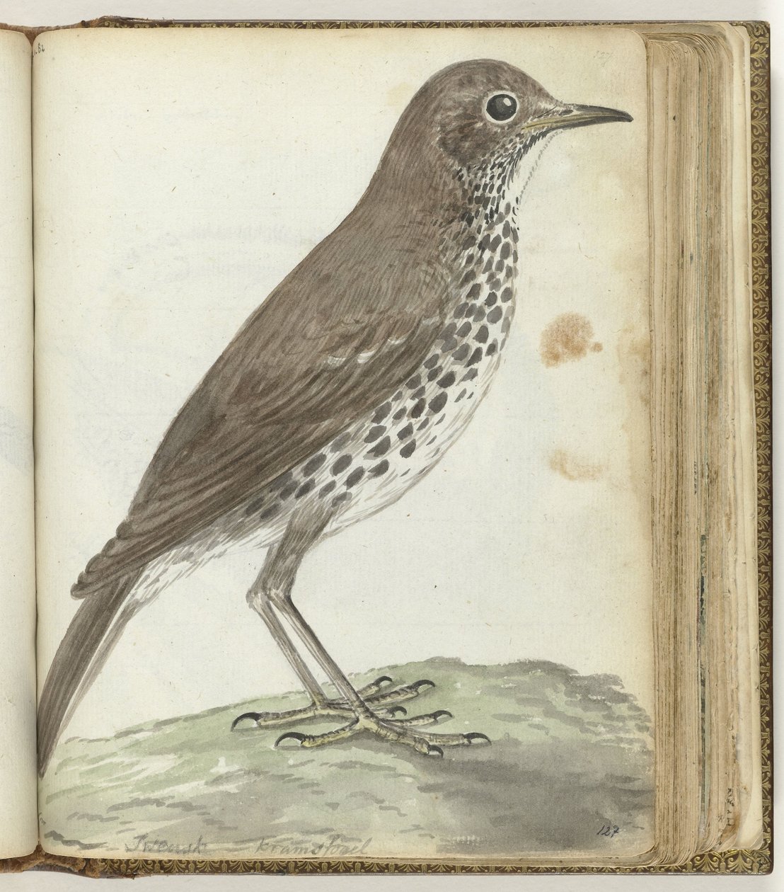 Zweedse vogel door Jan Brandes