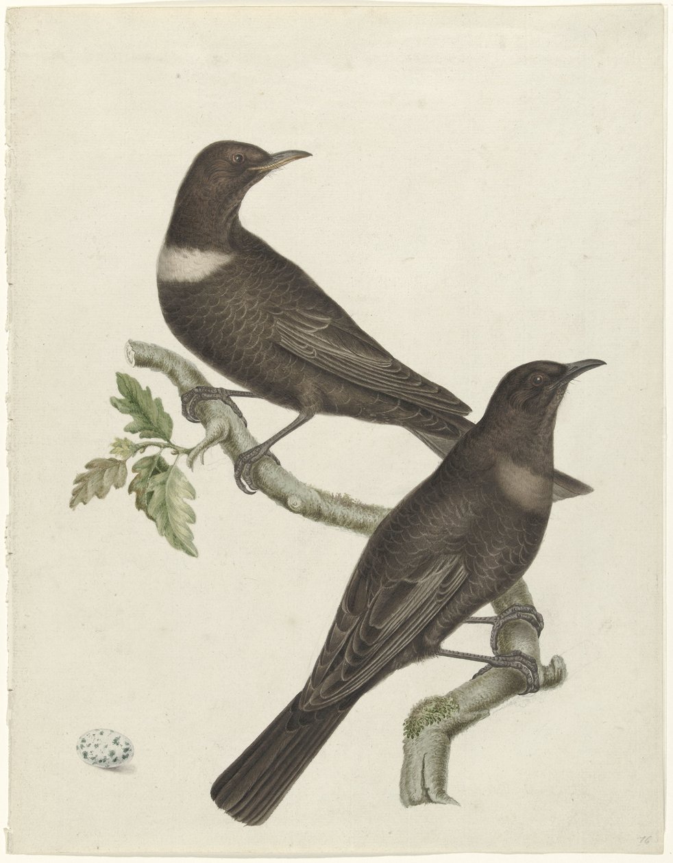Twee beflijsters (Purdus torquatus) met een ei door Jan Christiaan Sepp (possibly)
