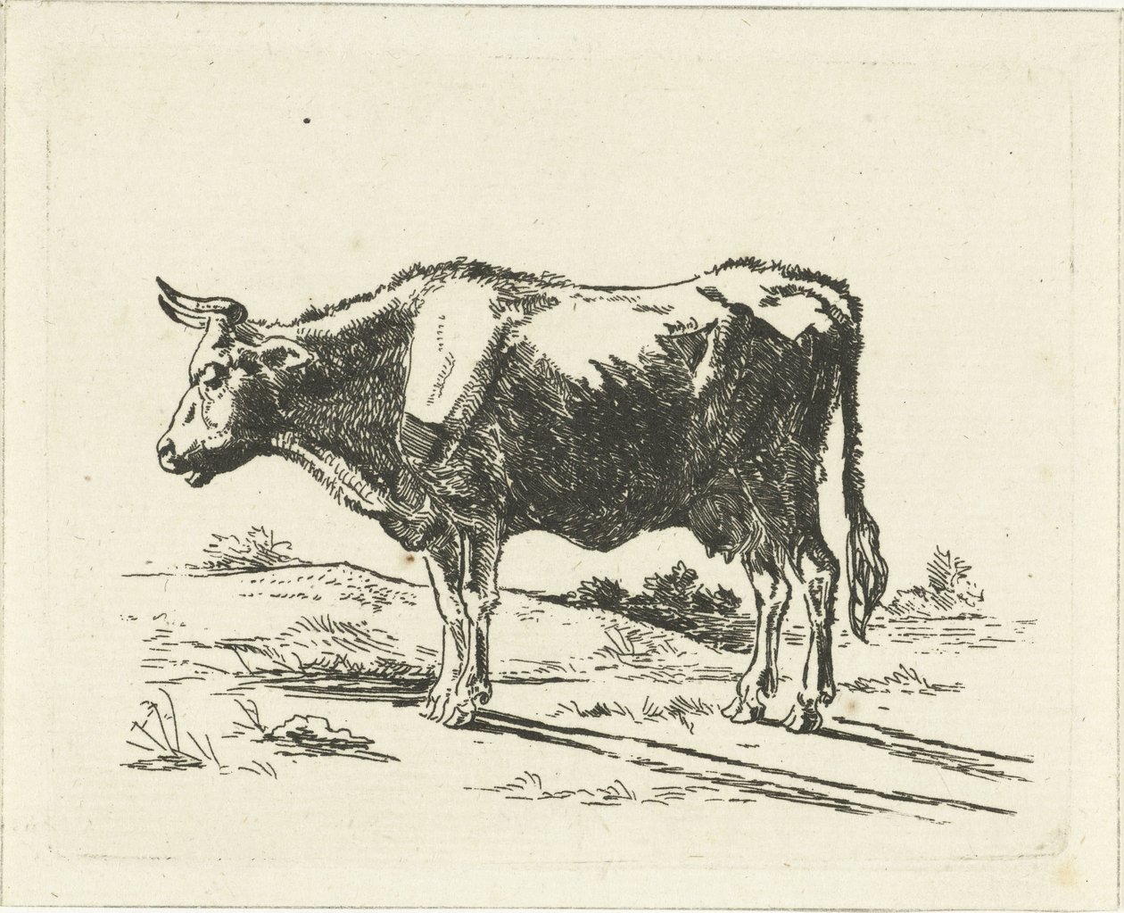 Staande koe door Jan Dasveldt