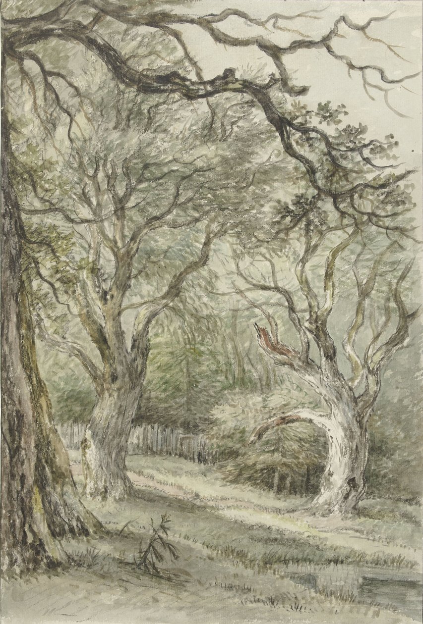 Bosgezicht door Jan Hulswit