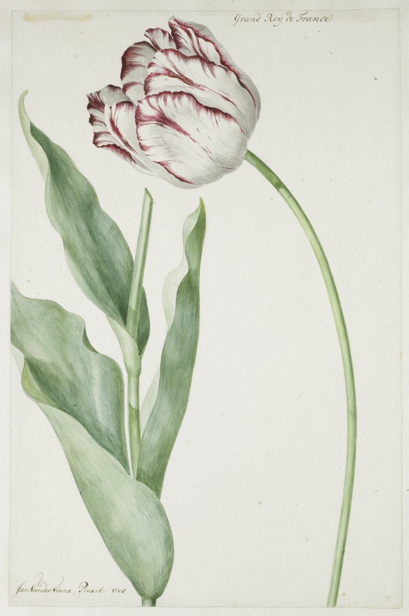 Tulp Grand Roy de France door Jan Laurensz. van der Vinne