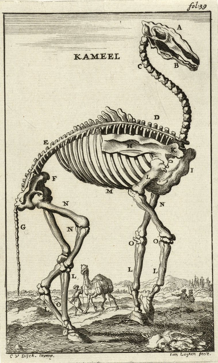 Skelet van een Kameel, ca. 1680s door Jan Luyken