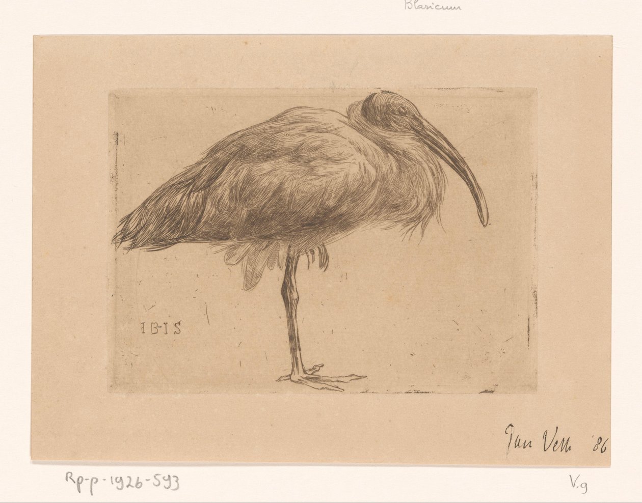 Ibis door Jan Veth (signed by artist)