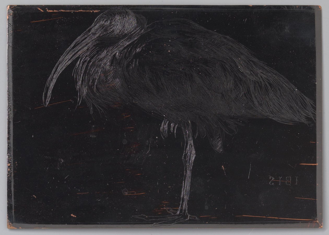 Ibis door Jan Veth