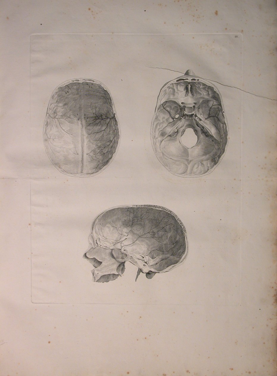 Albinus II, Pl. III, Schedelbot, illustratie uit 