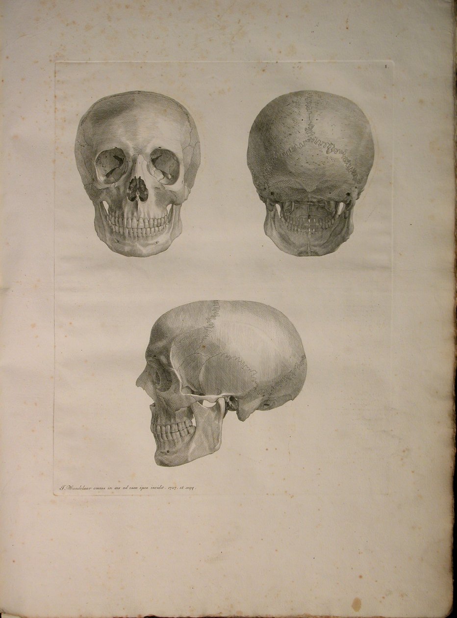 Albinus II, Pl. I, illustratie uit 