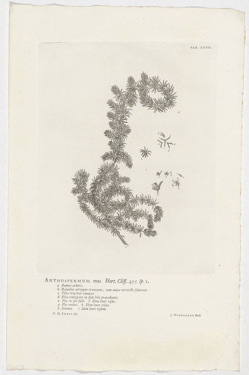 Anthospermum aethiopicum Anthospermum mas. Hort. Cliff. 455 sp. 1 door Jan Wandelaar