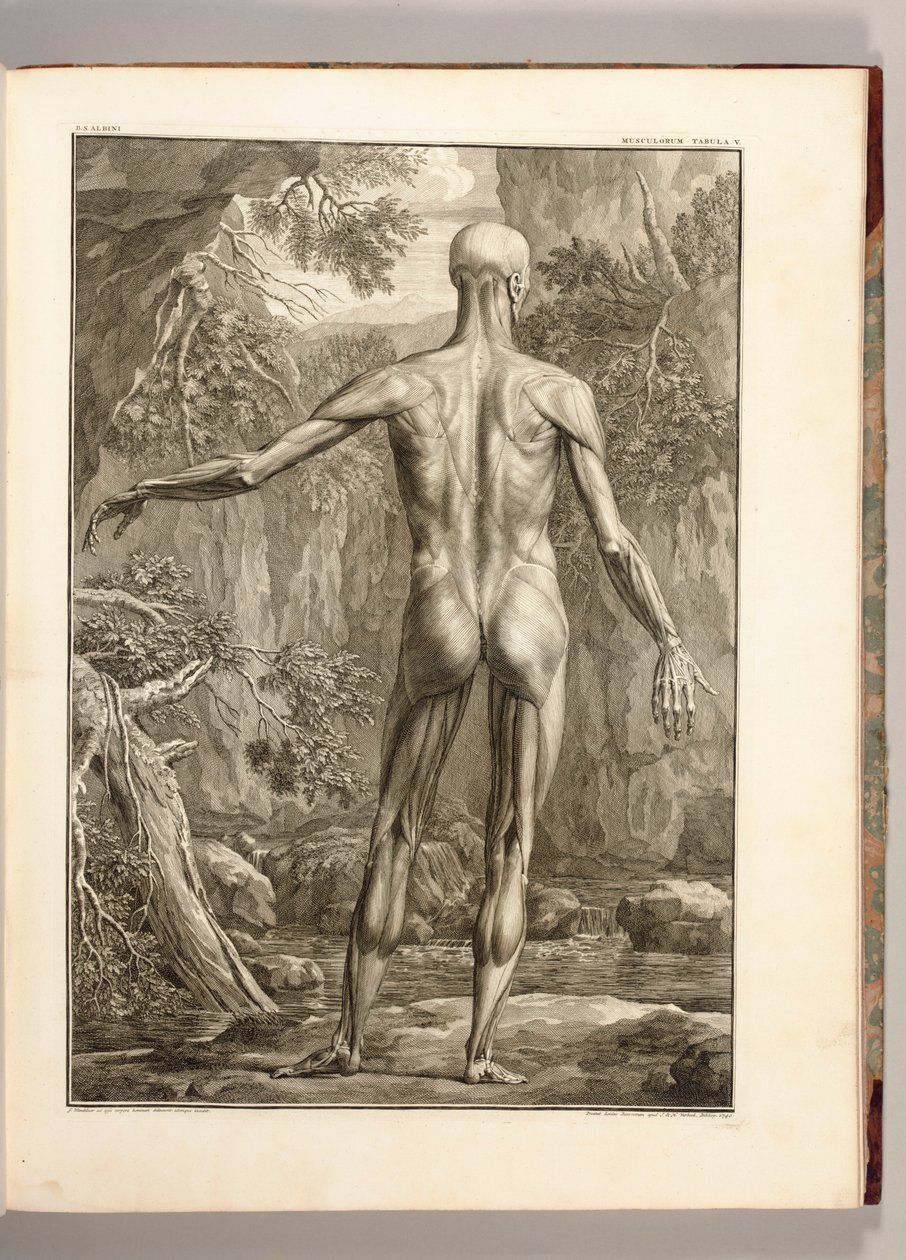 Gravure die de spiergroepen van de rug afbeeldt, 1747 door Jan Wandelaar