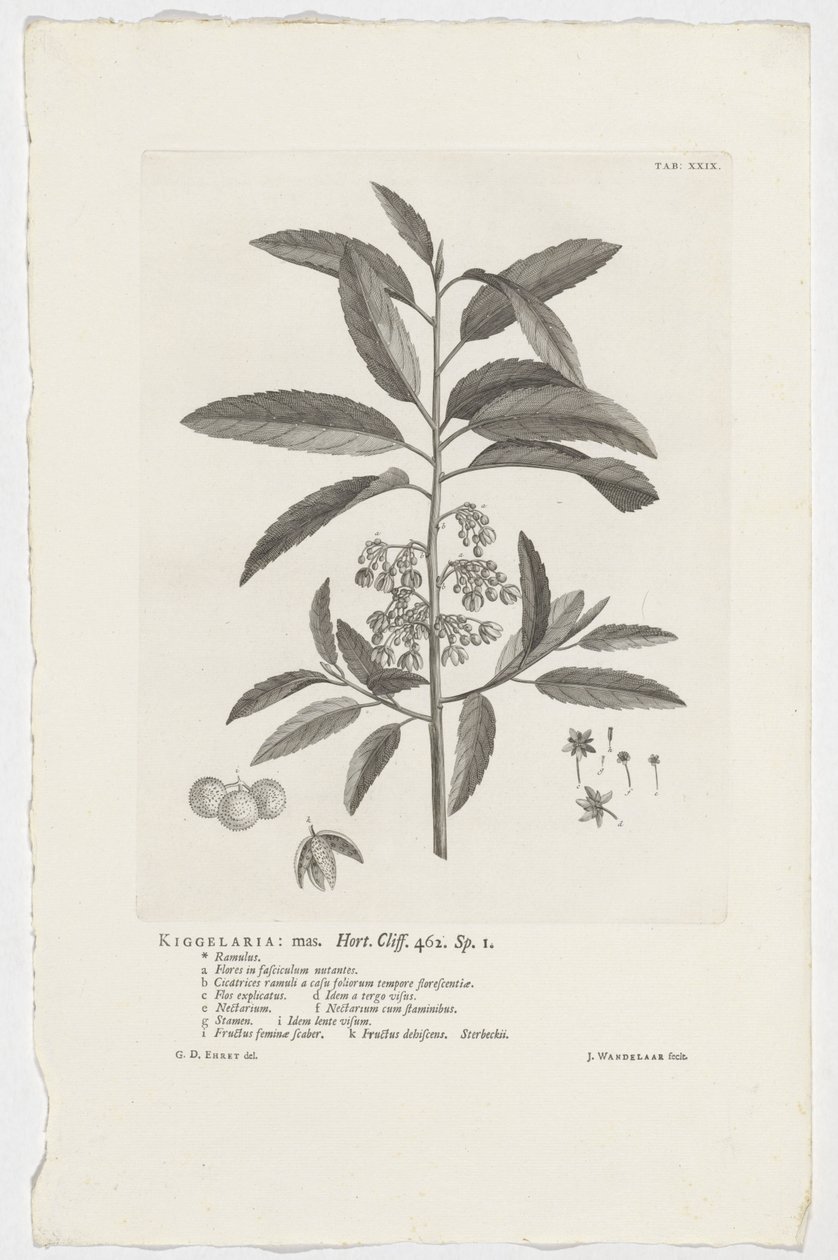 Kiggelaria africana door Jan Wandelaar