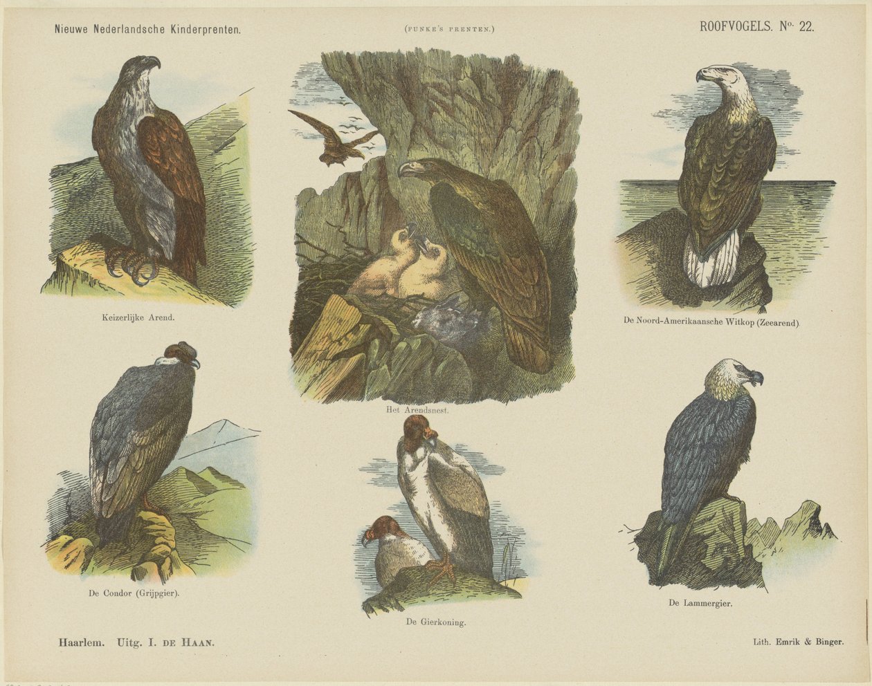 Roofvogels door Jan de Haan