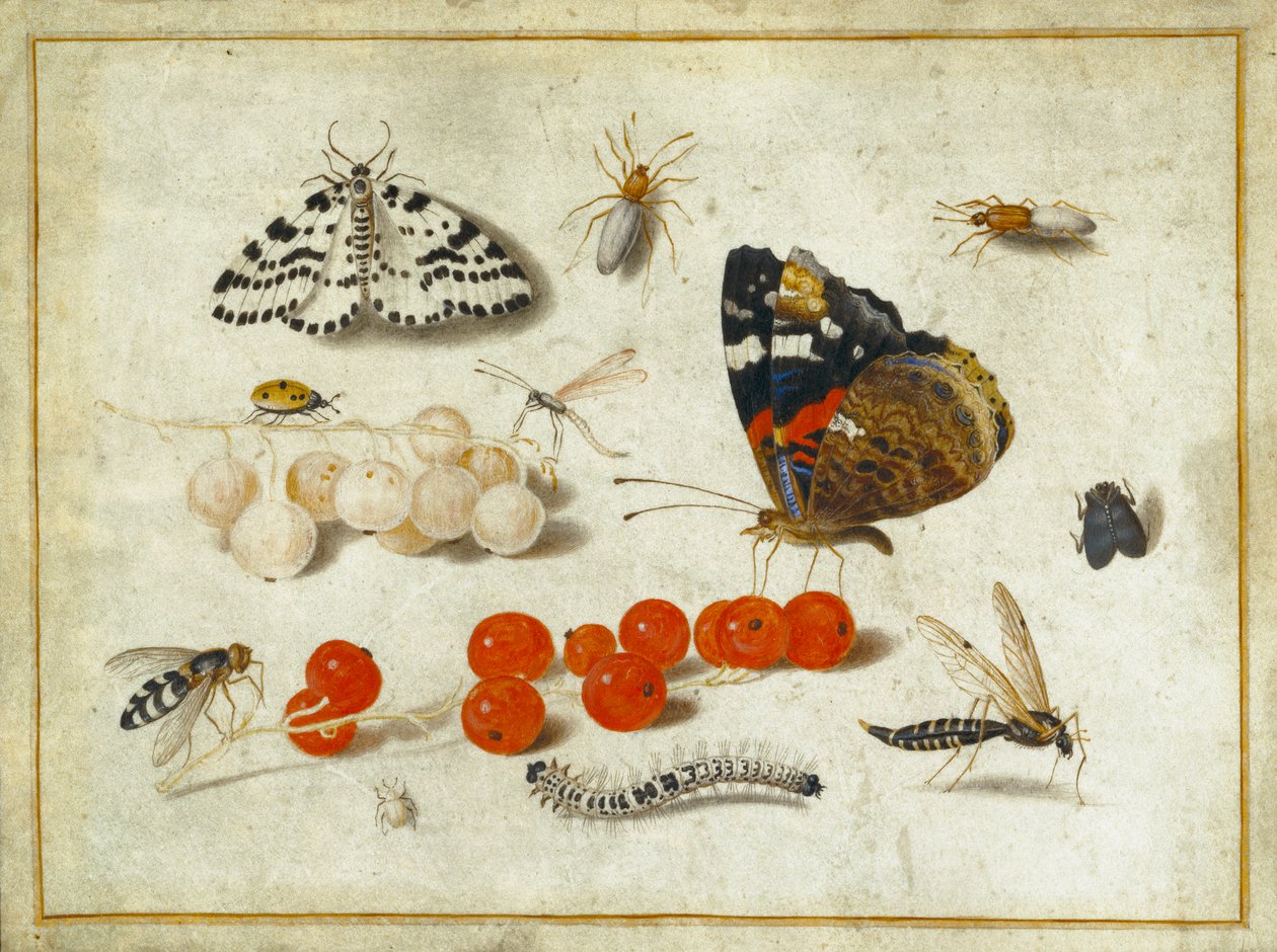 Vlinder, rups, mot, insecten en bessen, ca. 1650-65 door Jan van Kessel the Elder