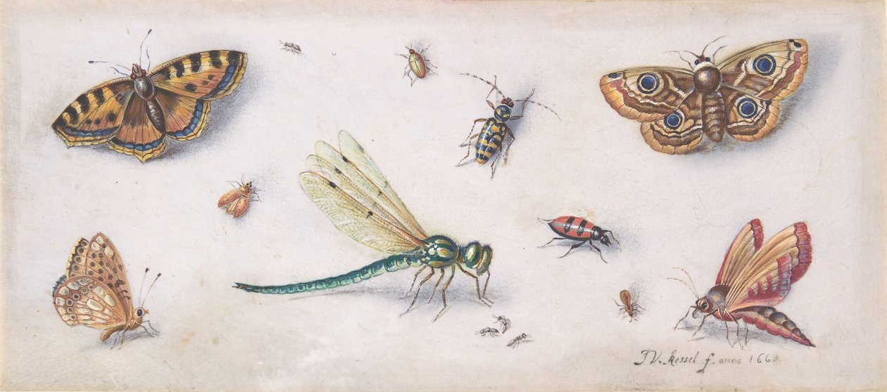 Insecten, vlinders en een libel, 17e eeuw door Jan van Kessel