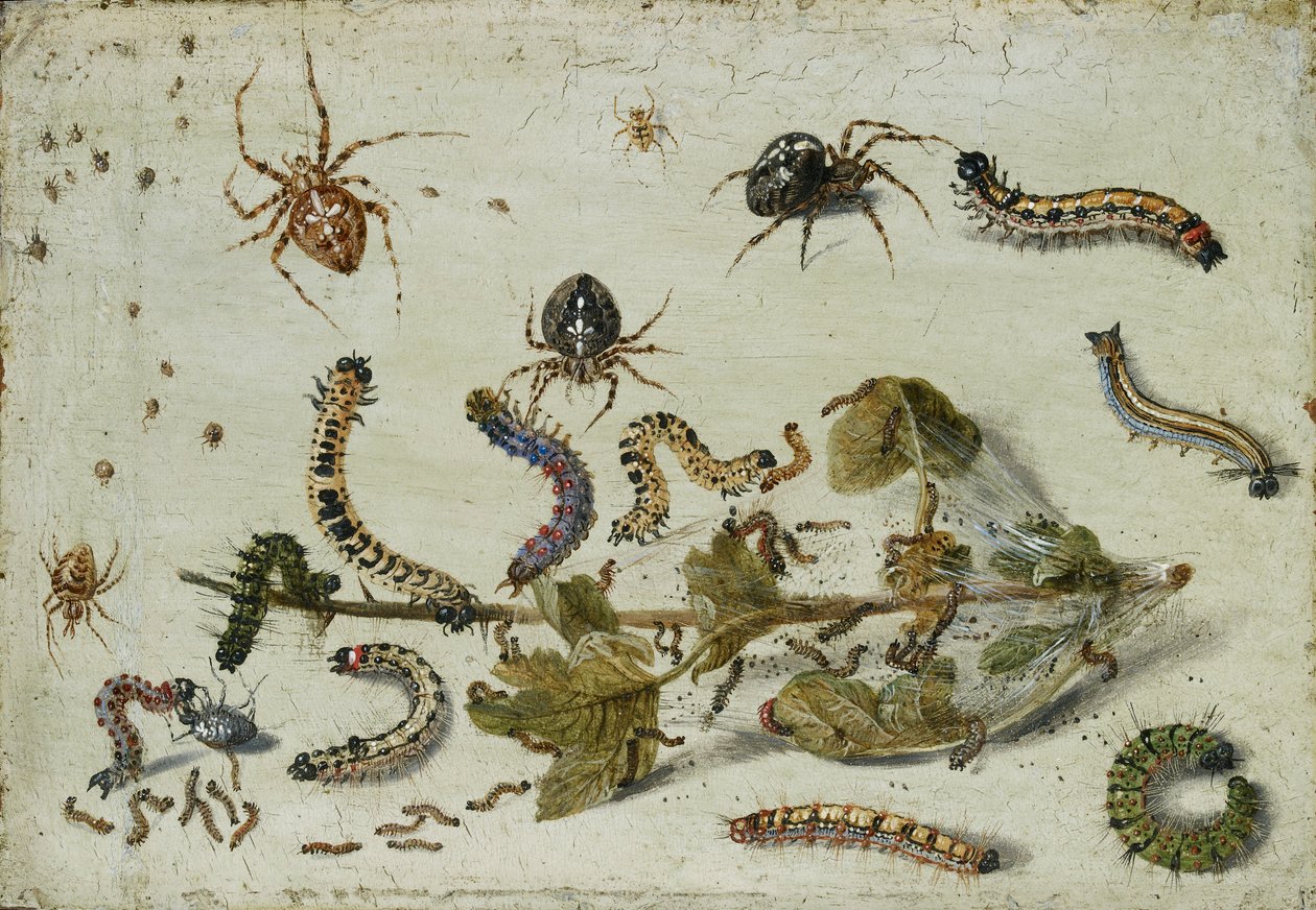 Verschillende spinnen en rupsen, met een takje kruisbes door Jan van Kessel