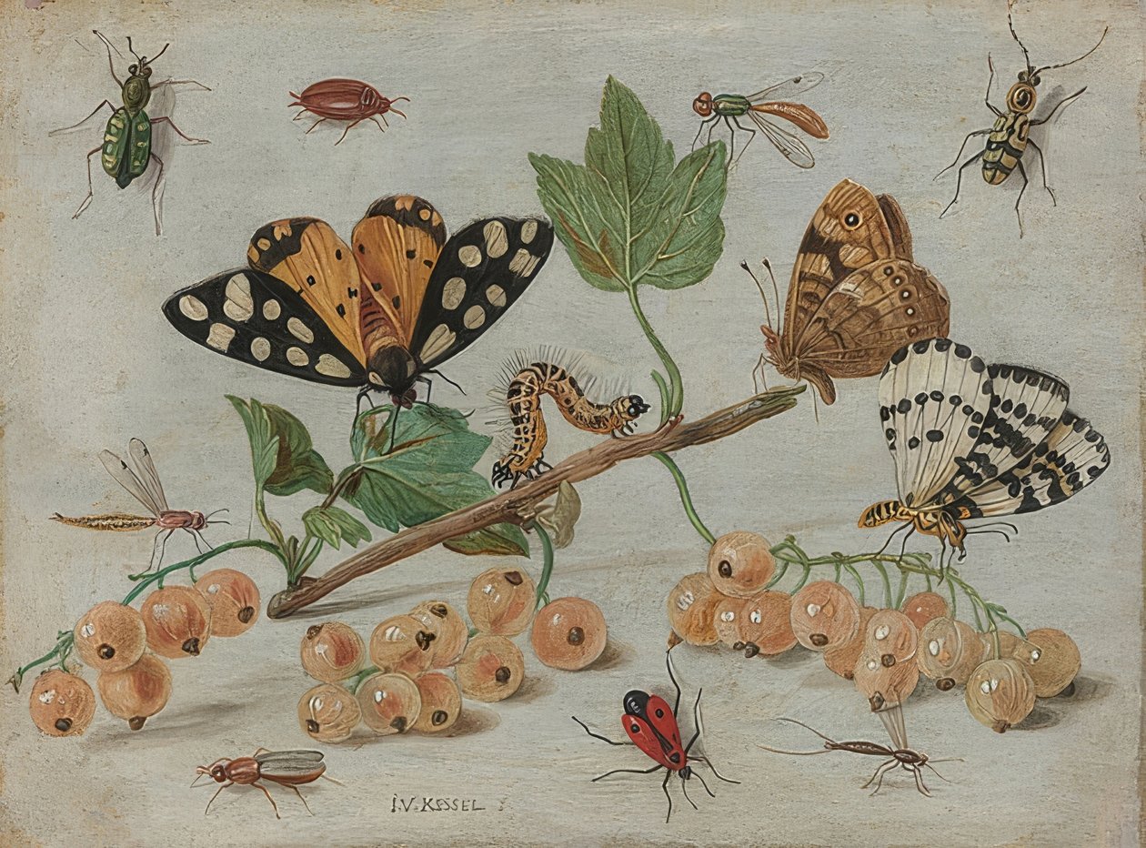 Insecten en fruit. Om 1660-65 door Jan van Kessel the Elder