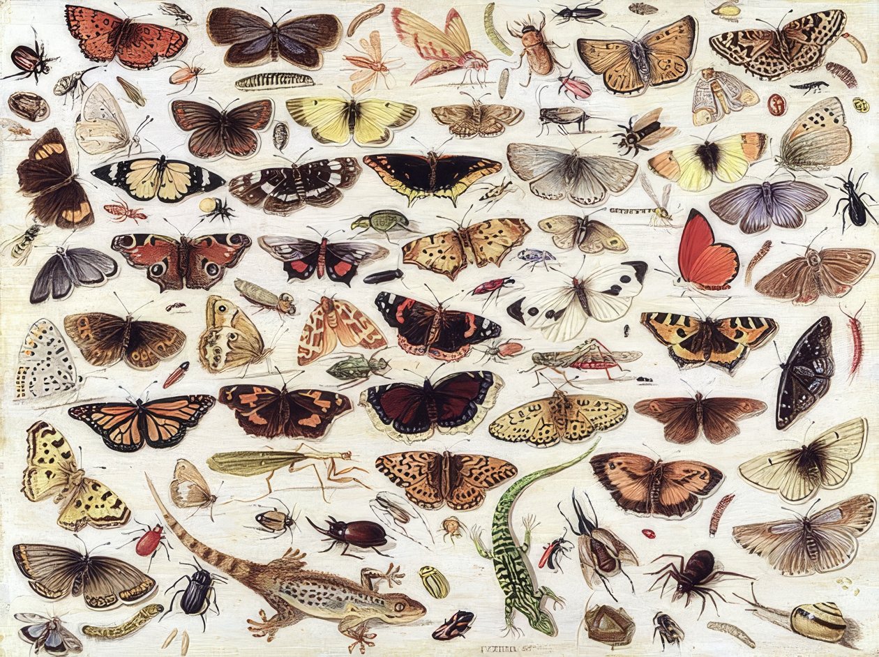 Studie van vlinders en andere insecten door Jan van Kessel the Elder