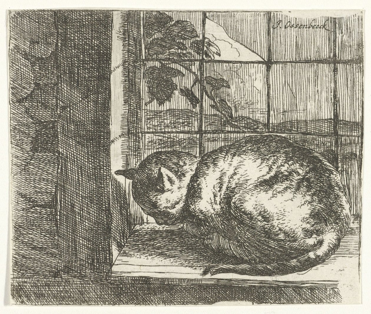 Kat in het raamkozijn door Jan van Ossenbeeck