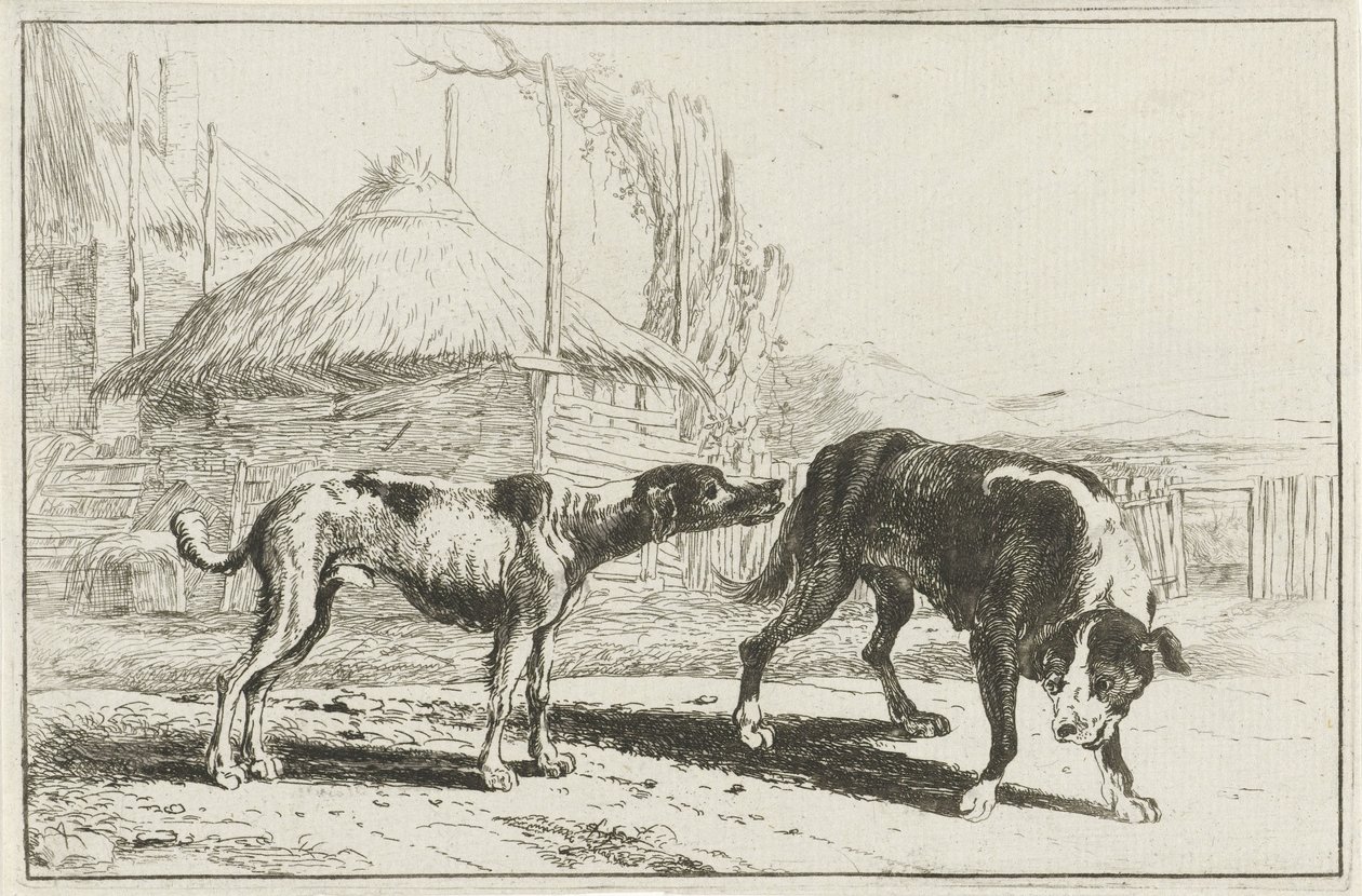 Reu en teef door Jan van den Hecke