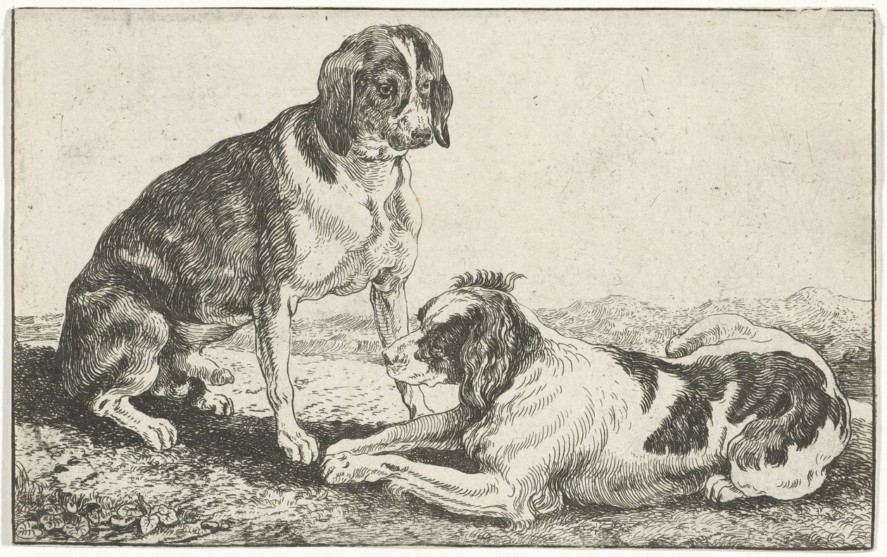 Twee rustende honden door Jan van den Hecke