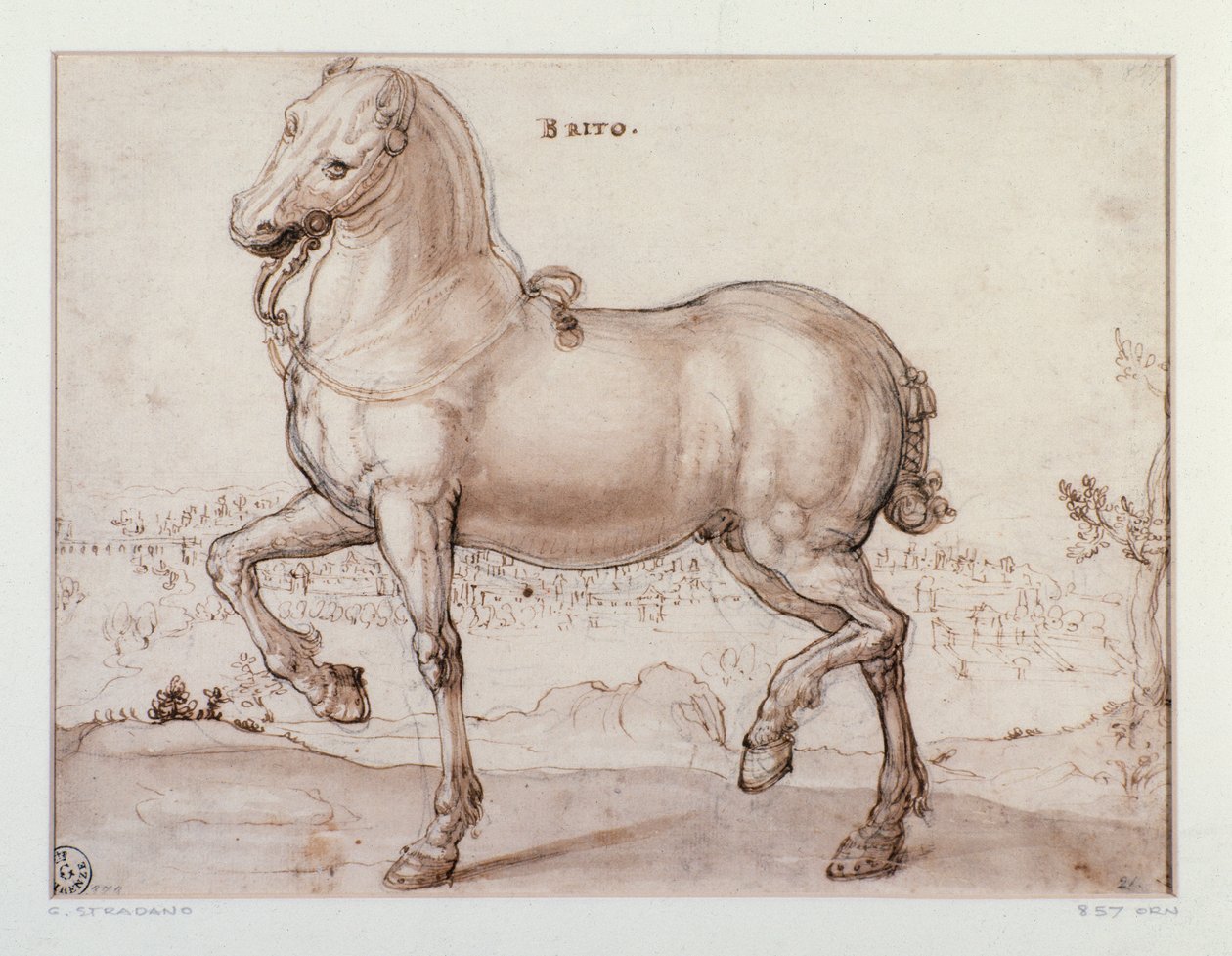 Studie voor een paard Tekening door Giovanni Stradano (Jan van der Straet) (1523-1605) Florence, Gabinetto Disegni e Stampe, Uffizi door Jan van der Straet