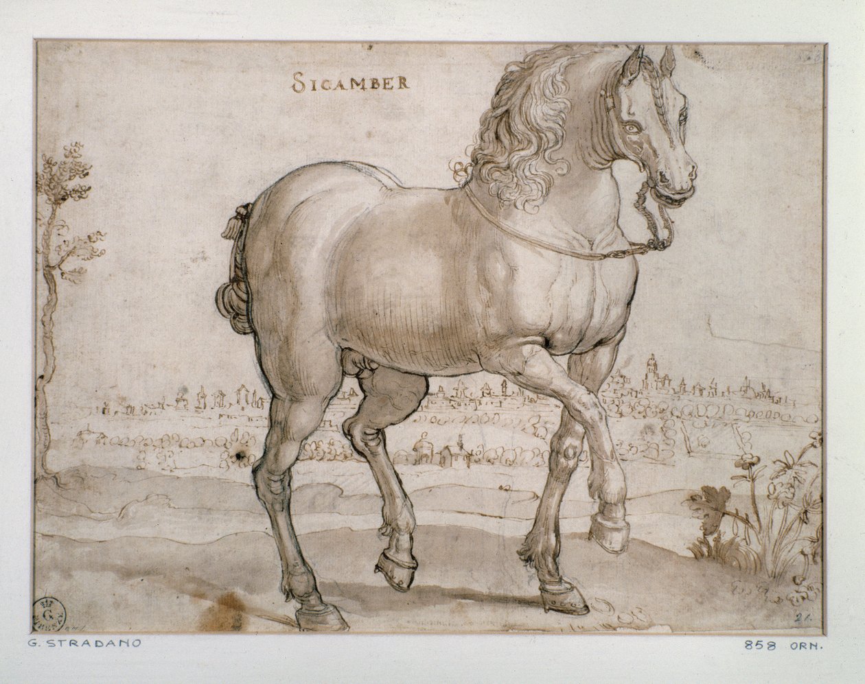 Studie voor een Sicamber paard door Jan van der Straet