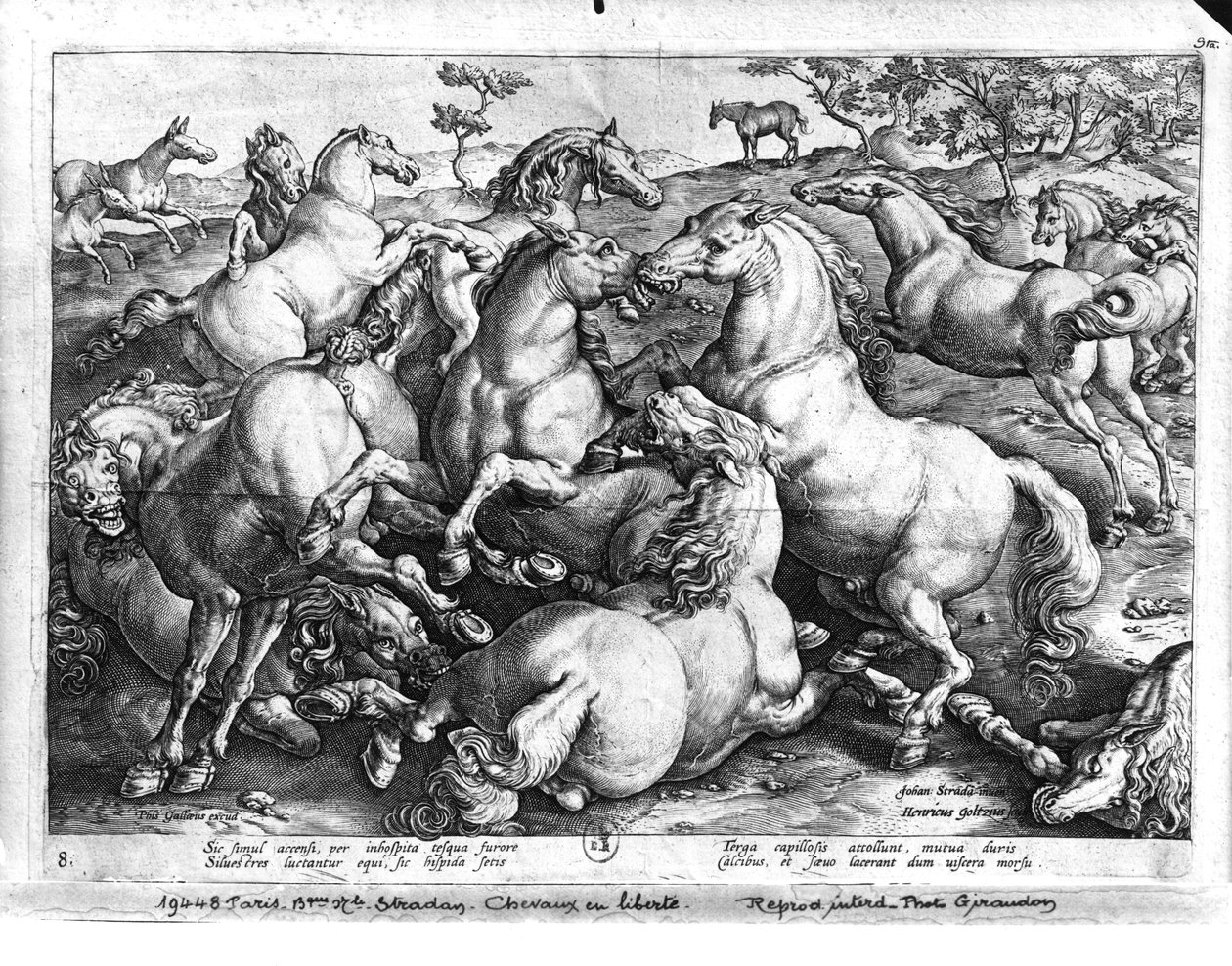 Paarden in het wild door Jan van der Straet
