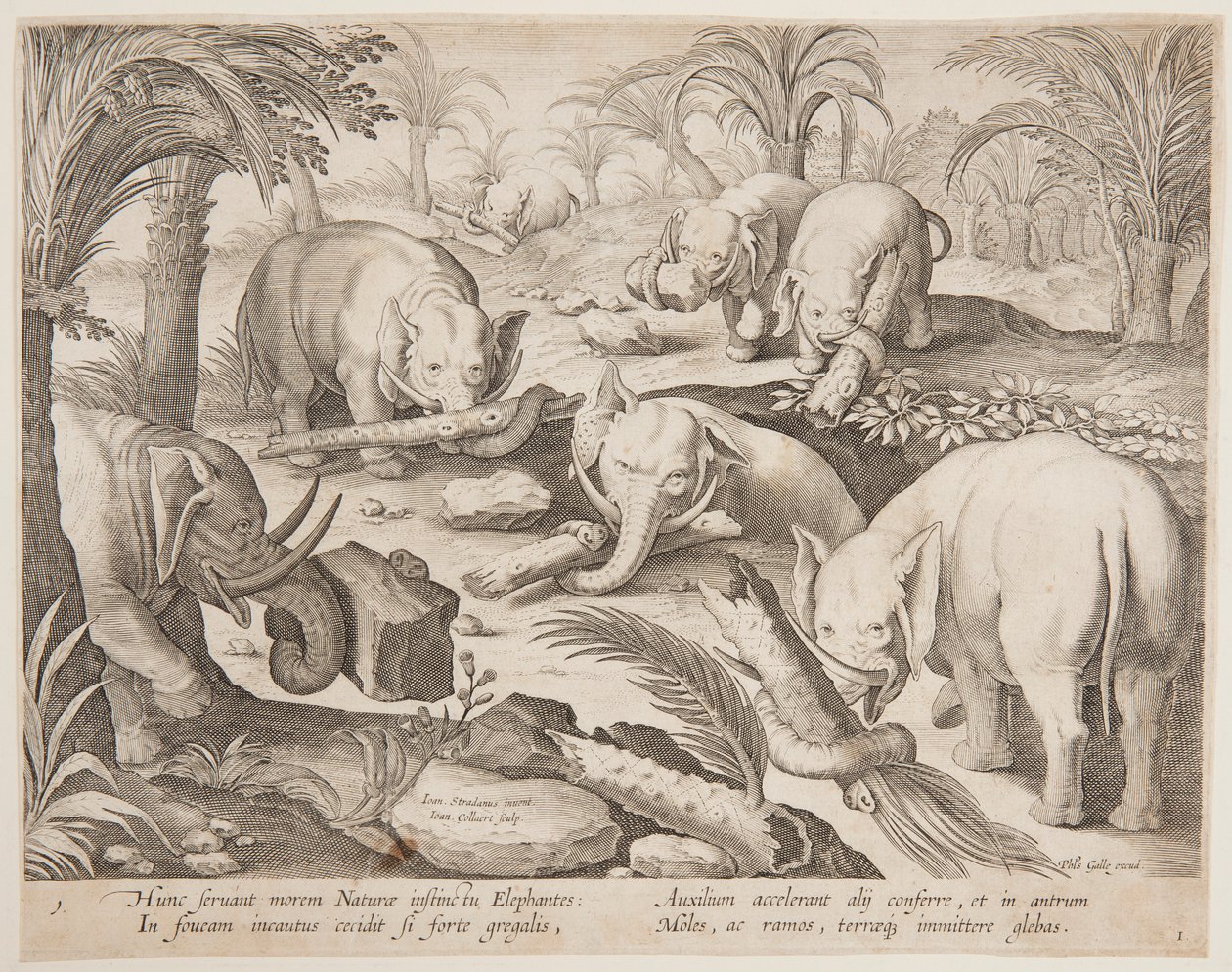 Olifanten Helpen Elkaar uit een Val, plaat 1 uit de Venationes Ferarum, Avium, Piscium serie door Jan van der Straet, called Stradanus