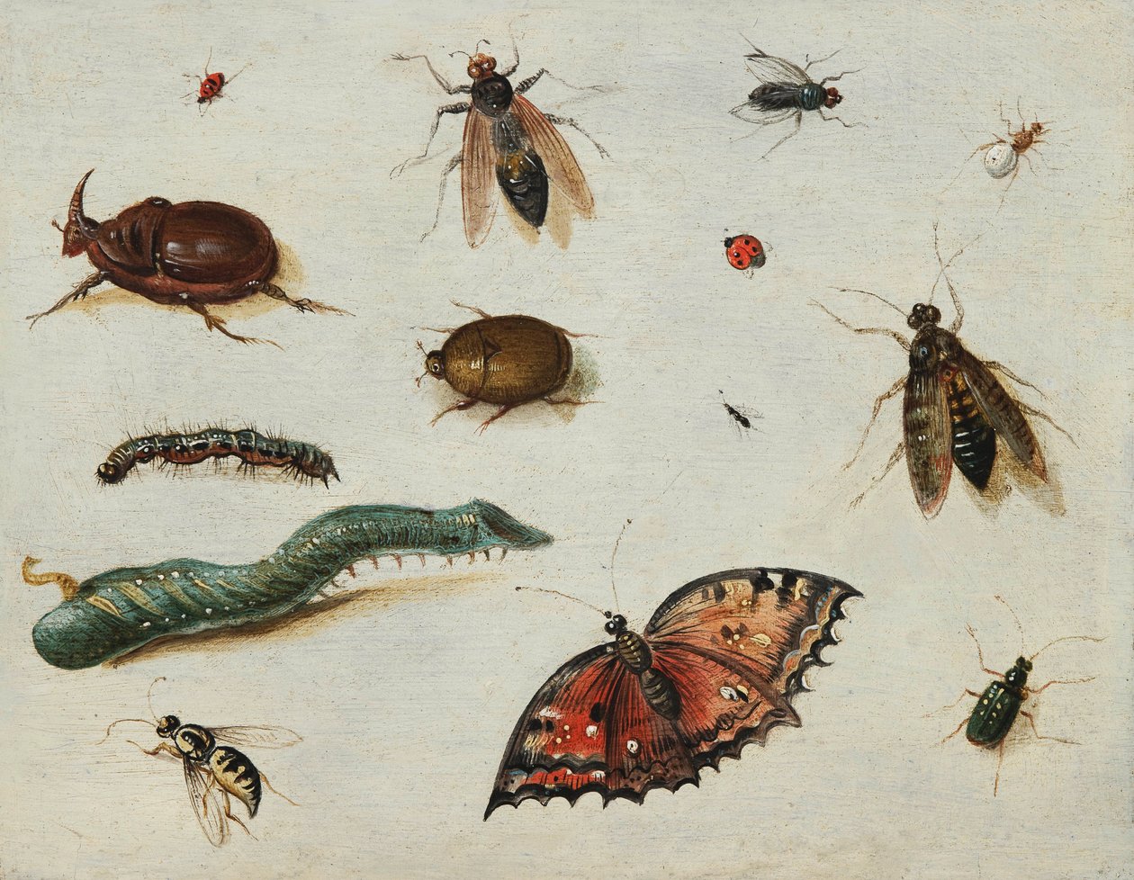 Insecten door Jan van the Elder Kessel
